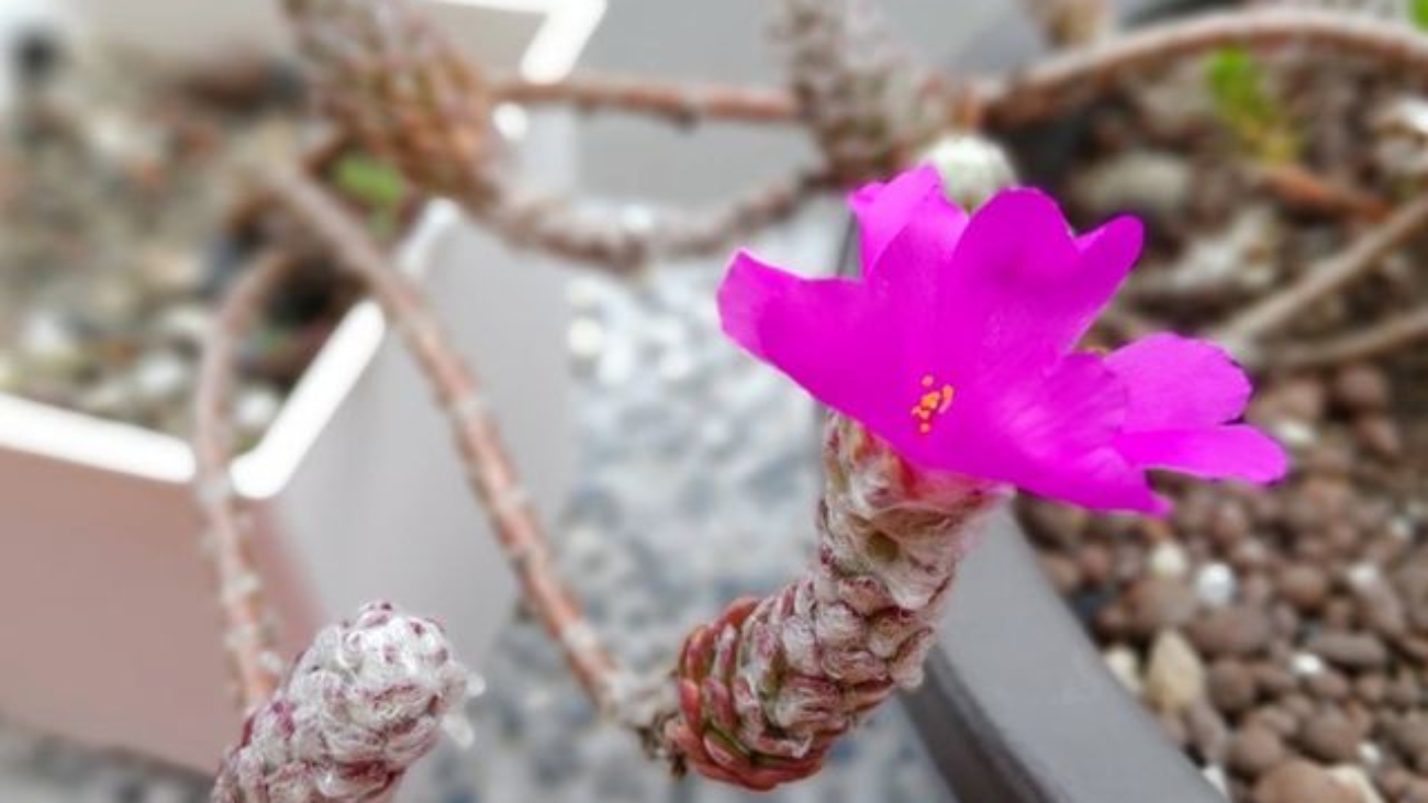 58852728_583300428833302_2239298997837627392_n