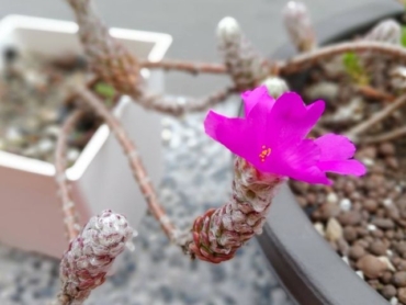 58852728_583300428833302_2239298997837627392_n